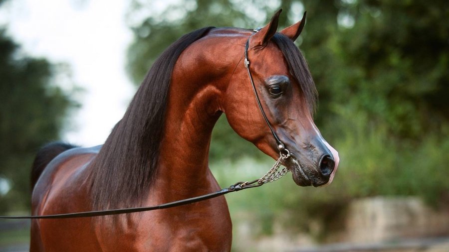 Kanz Albidayer Arabian Insider