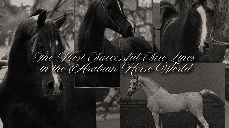 Monogram-padron-morafic-ajman-moniscione-Arabian-Sire-Lines-2