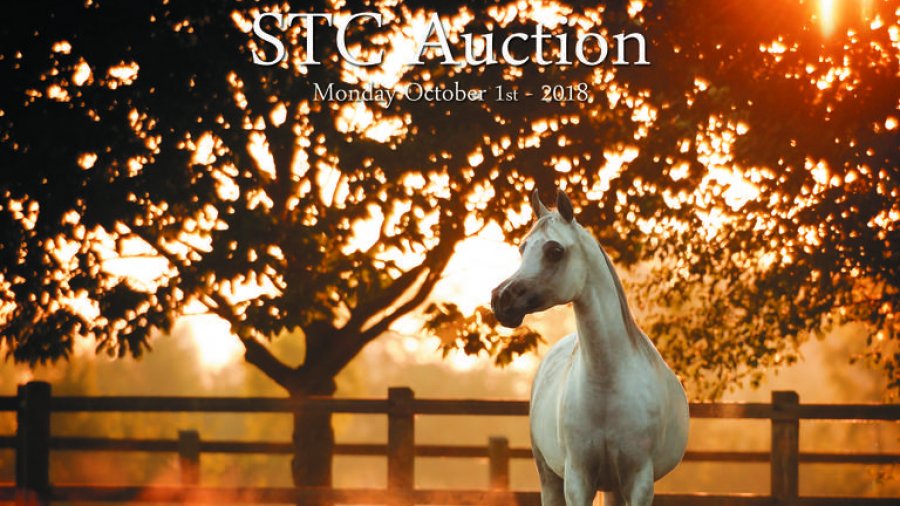 STC Auction