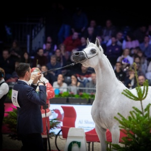 BAVIERA HVP WORLD CHAMPION PARIS