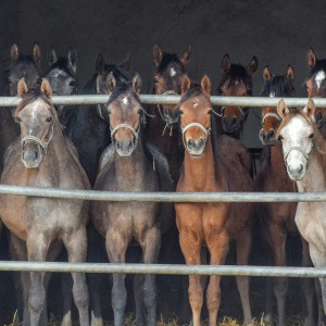 michalow state stud horses poland arabian horses